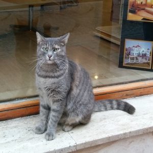 Gray Cat トルコ イスタンブール マチカパーク近くでグレイの綺麗な猫が 凛と立っている 美しい写真 画像