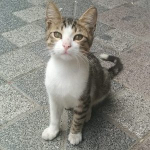kitty トルコ イスタンブール 猫歩き 可愛い子猫が 上目遣いでこちらを見ている写真 画像