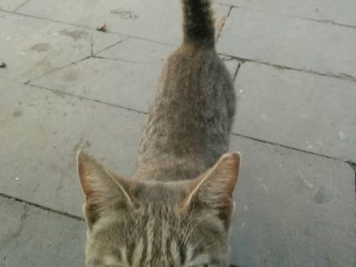 トルコ イスタンブールで茶色い猫が、こちらに興味をしめしている画像 写真