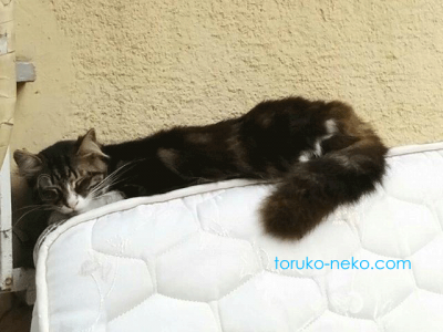 tail onion トルコの猫はしっぽが太い気がする写真。マットの上で寝ている こげ茶色の猫が寝ている写真。トルコ イスタンブール 猫歩き 画像