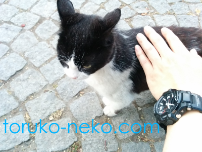 casio トルコ イスタンブール 猫歩き 白黒ねこがなでられて喜んでいる写真 黒い腕時計 カシオG-SHOCKの画像