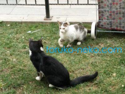 cat トルコ イスタンブール 猫歩き 子猫の写真 画像 取っ組み合い けんか じゃれあい