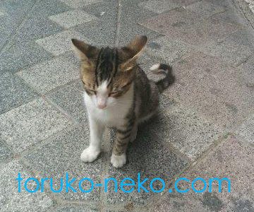 cat トルコ イスタンブール 猫歩き 子猫の写真 画像