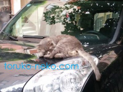 cat トルコ イスタンブール 猫歩き 灰色のふわふわ猫の写真 FIAT自動車の上でネコが昼寝をしている画像