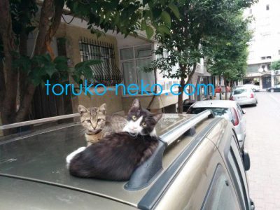 cat トルコ イスタンブール 猫歩き 二匹の猫が車の上でこっちを向いている写真 かわいいネコの画像