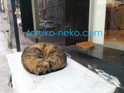 cat トルコ イスタンブール 猫歩き 茶色い猫の写真 キャットフードの画像