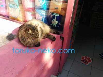 cat トルコ イスタンブール 猫歩き 茶色い猫の写真 キャットフードの画像 ペットショップの前で寝るネコ