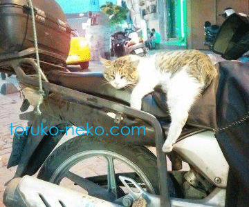 トルコ 猫歩き イスタンブール トルコの猫が、置いてあるバイクの上で、だらーんと足を伸ばしきって、うなだれている写真 画像