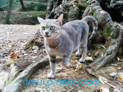 cat トルコ イスタンブール 猫歩き つやつやの灰色ネコの写真 画像