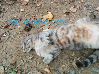 cat トルコ イスタンブール 猫歩き 灰色のネコが安心して仰向けになってお腹をみせている画像