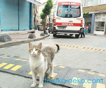 トルコの街中で、救急車と猫が路上にいる写真。 トルコ イスタンブール 猫歩き 画像