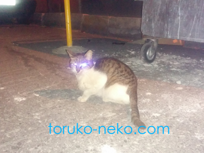 cat トルコ イスタンブール 猫歩き フラッシュをたいて夜にネコを撮った写真 画像