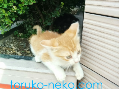 cat トルコ イスタンブール 猫歩き 繁殖期にうまれたかわいいクリーム色の子猫の写真 画像