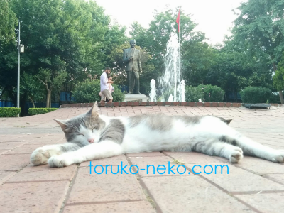cat トルコ イスタンブール 猫歩き 往来の激しい場所でネコがどベーって寝てる写真 画像