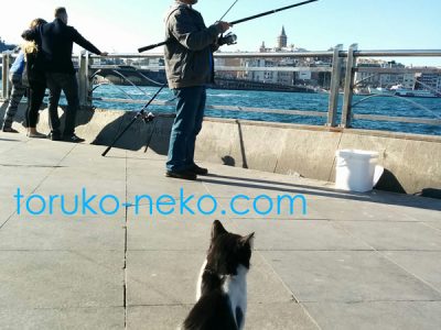 fishing トルコ イスタンブール 猫歩き 釣り人と魚 ガラタ橋 ガラタタワーの写真 画像