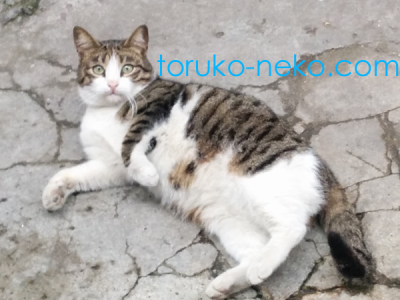 驚いているネコの写真 ファイナンシャルプランナーの名前がハサン（破産）だったから。イスタンブール 猫歩き 写真 画像
