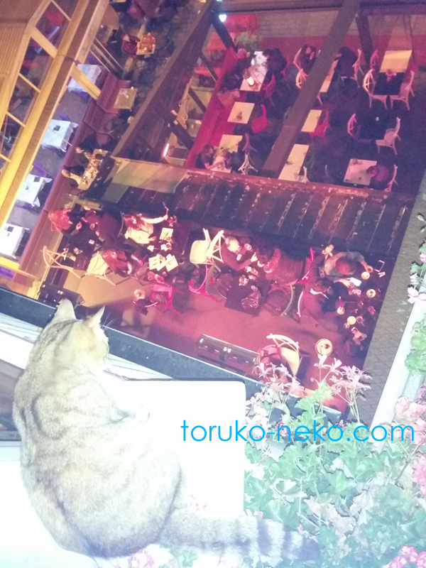 トルコ 猫歩き ネコ 画像 猫カフェじゃないけどレストランに普通にネコが出入りしていて、非常に高い所から1階の客を見下ろしている写真