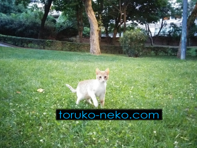 little cat トルコ イスタンブール 猫歩き パチカパークの芝生の上でこちらに興味を示す猫の写真 画像