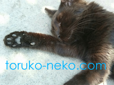 ネコの足の肉球 黒猫が安心して寝ている イスタンブール 猫歩き 写真 画像