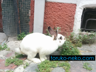 rabbit cat トルコ イスタンブール 猫歩き白兎の写真 画像