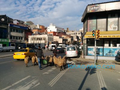 sheep トルコ 猫歩き 羊と羊飼いの写真 画像