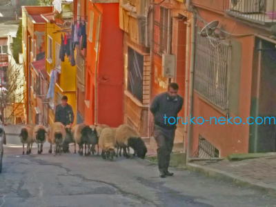 トルコ 猫歩き ネコ 画像 イスタンブール 街中で羊飼いが羊を連れてキツイ坂道を登っている写真