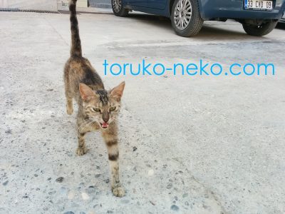 Adana Mersin アダナ メルスィンの茶色い猫がこっちに来る画像