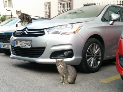 イスタンブールの車の上と前に猫が一匹ずつ座ってこっちを見ている画像 写真