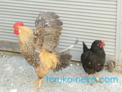 crower オンドリ chicken 庭には鶏が二羽いる