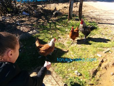 女の子が、庭いる鶏は二羽ではないのでは？二羽二羽つまり、四匹の鳩がいるんじゃないかと思いながらエサをやっている写真 画像。