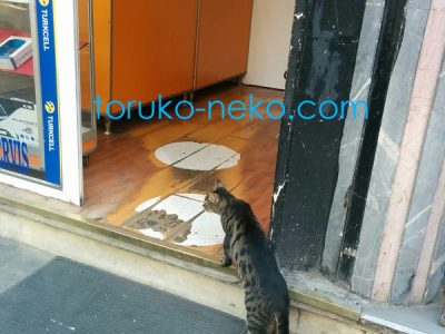 トルコ イスタンブールで、1匹の猫がお店に入りたそうにしているが、入ると怒られるので、入れない画像
