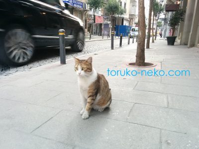 一匹の猫の後ろを、素早く動くレンジローバースポーツが写っていて躍動的な写真 画像 トルコ イスタンブール