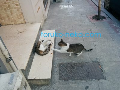トルコ イスタンブールでじゃれる2匹の猫たち 片方がお腹を向けている