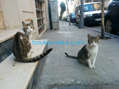 トルコ イスタンブールで二匹の猫が じゃれあった後、こちらを向いている写真 画像