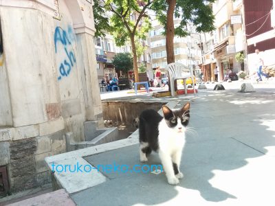 トルコのクーデターの後、 イスタンブールで白と黒のまだらの猫ちゃんが、こちらを向いている写真