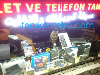 トルコ イスタンブールの中古パソコン屋さんで、パソコンの上に座ってマウスを狙っている茶色い色の猫 kitty ねこちゃん