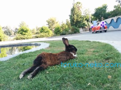 rabbit トルコ アダナで黒いウサギが後ろ足をダラーンと伸ばしている写真 猫 兎 芝生 車 猫歩き