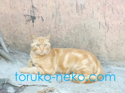 https://toruko-neko.com トルコ イスタンブールでクリーム色の猫が、不思議そうにこちらをいぶかっている画像