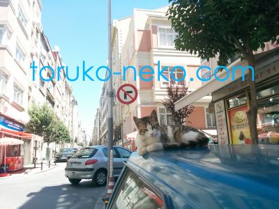 トルコイスタンブールで、青い車の天井で三毛猫がウトウトして落ちそうな写真