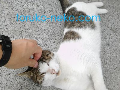 tameme トルコ イスタンブールの猫が 撫でてもらって気持ちよさそうにしている写真 画像 トルコ猫歩き