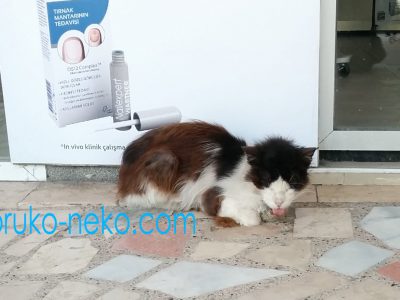 tongue イスタンブールで一匹の可愛い猫が、舌を正しながら寝ている画像 写真