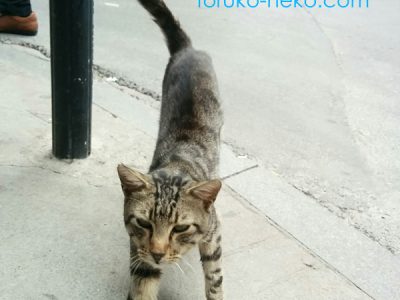 トルコ イスタンブールで、一匹の猫が、こっちに寄ってくる写真 画像