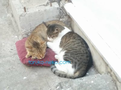 トルコの猫が二匹寄り添って仲良く寝ている写真 画像