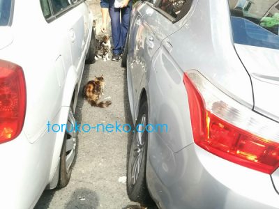 トルコ イスタンブールで、二台の車の間に、四匹の猫が、餌をおねだりしている写真 画像