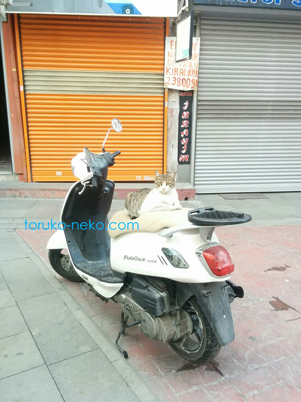 トルコ イスタンブールで、一匹の猫が逆向きにバイクにライダーとして乗っている画像 写真