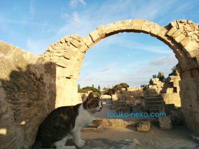 パフォス Pafos Paphos 城のアーチを背景に一匹の猫がこちらを向いている写真 画像。