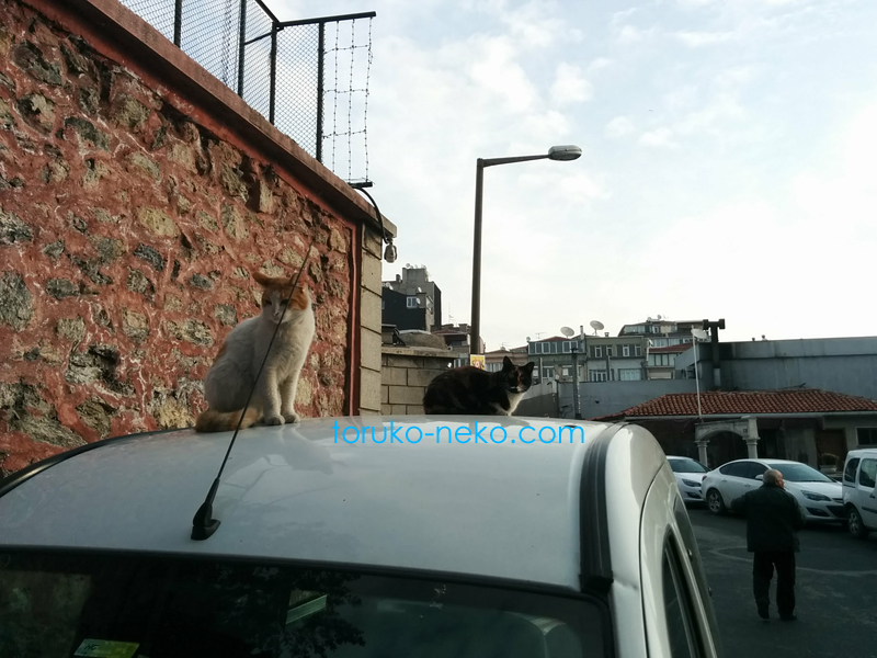 トルコ猫歩き イスタンブールで二匹の可愛い猫が車の上にいる写真 画像