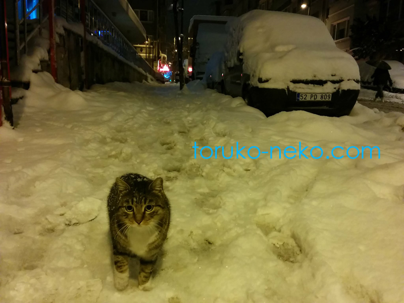 トルコ イスタンブールで朝の５時に夜行性の可愛い猫がこっちに歩いてくる様子を撮った写真 画像