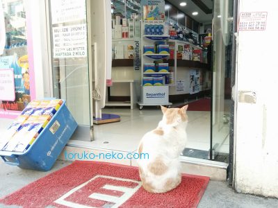 トルコ猫歩き イスタンブールで白い猫がeczane 薬局の前で入れずに入りたそうにしている写真 画像