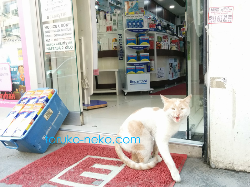トルコ猫歩き トルコ イスタンブールの薬局 eczaneの手前で一匹の猫がこちらを向いて吠えている画像 写真